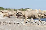 CANE CORSO 524